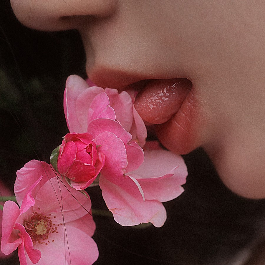 睡梦蔷薇 