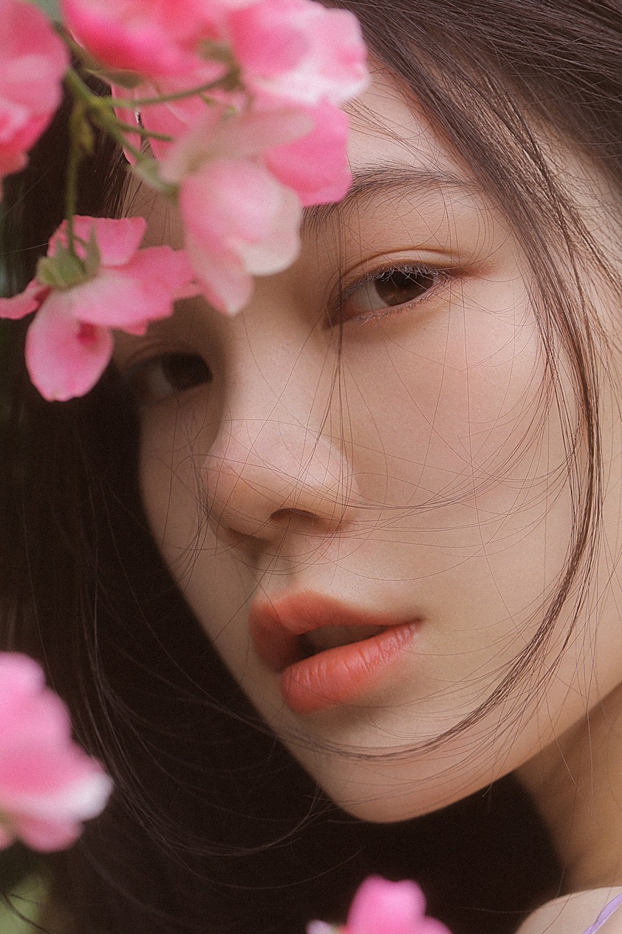睡梦蔷薇 