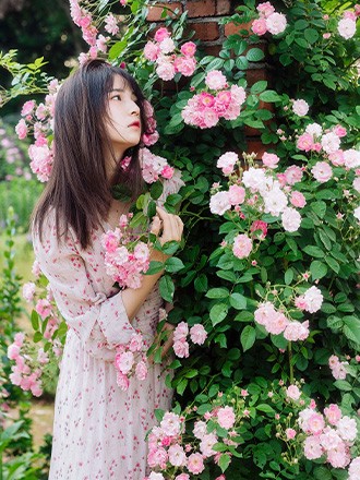 梦之花