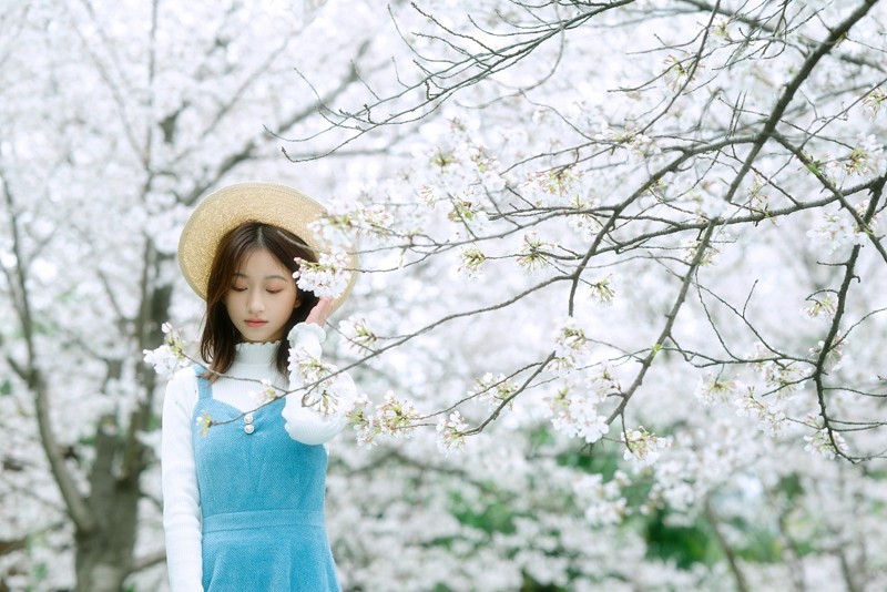 樱花